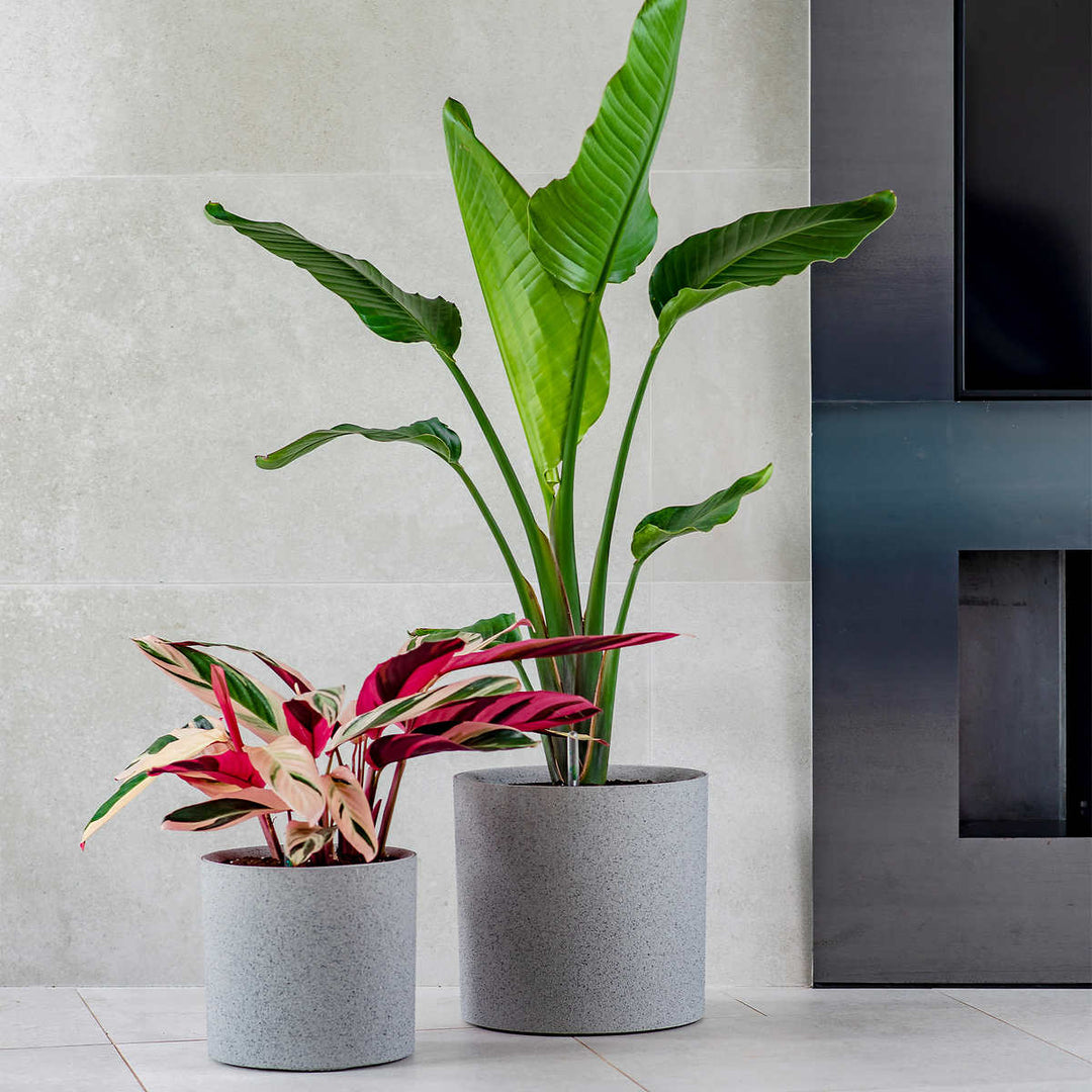 Vita Växa - Jardinières, ensemble de 2